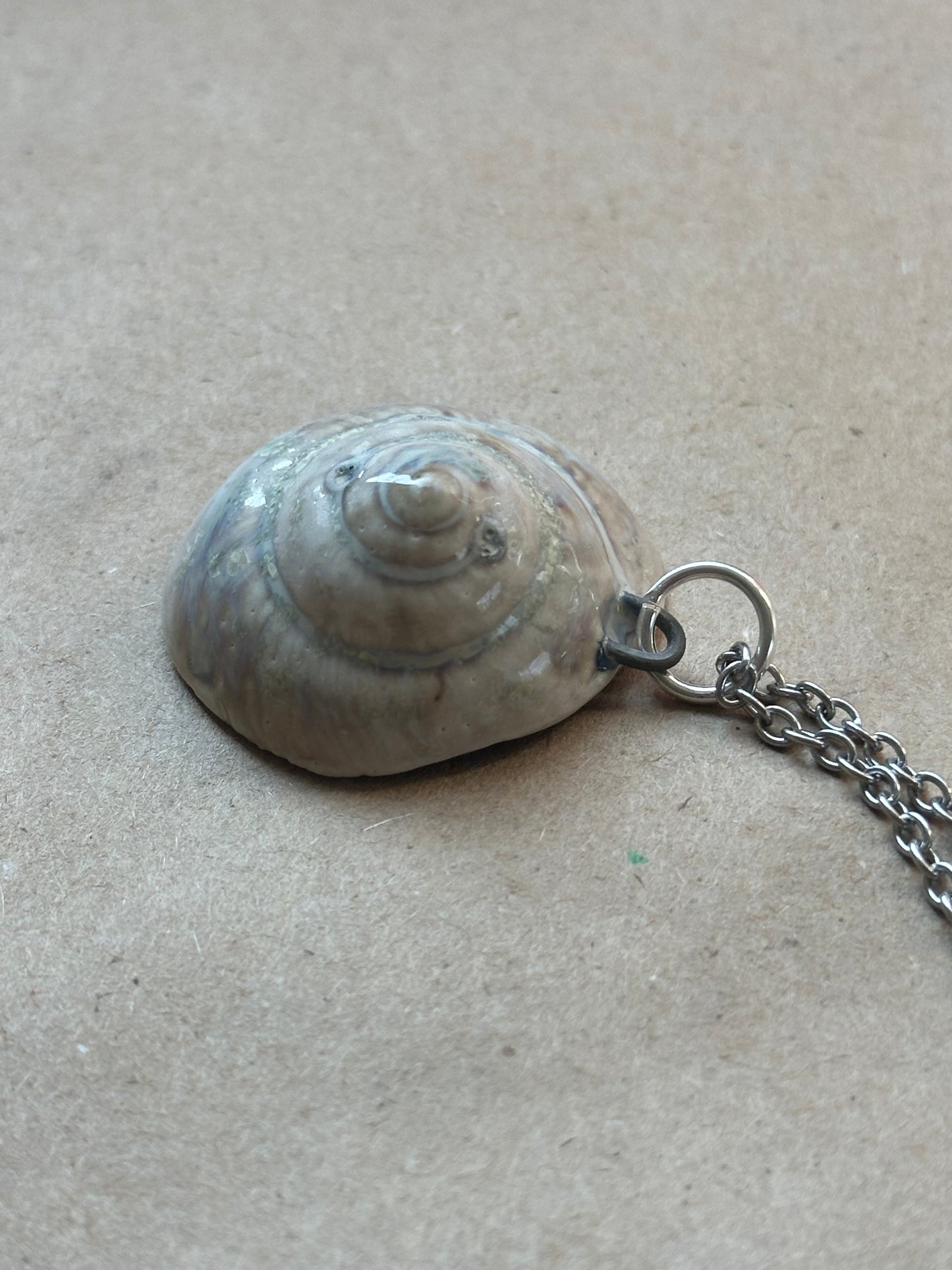 Wolf Shelter Shell - Necklace