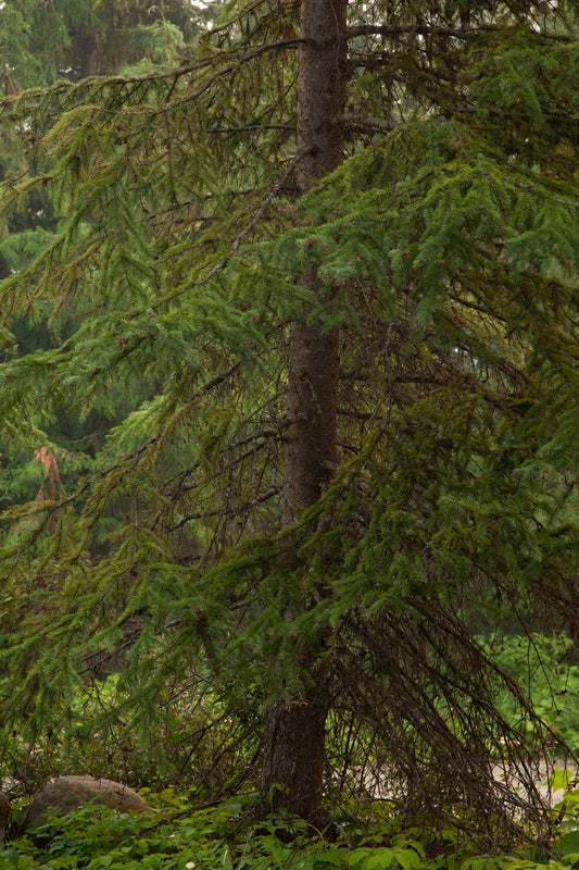 Trees at the campsite